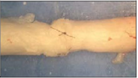 Click here to view Large Figure 7