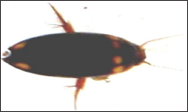 Click here to view Large Figure 1