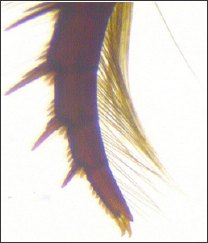 Click here to view Large Figure 2