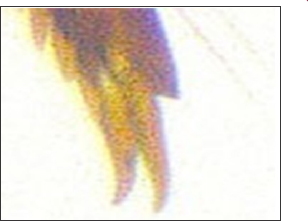 Click here to view Large Figure 2