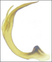 Click here to view Large Figure 2