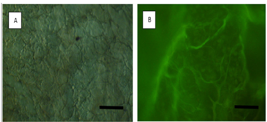 Click here to view Large Figure 3