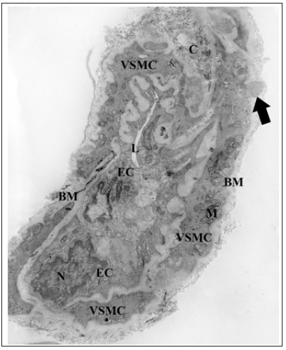 Click here to view Large Figure 4