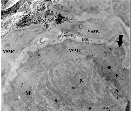 Click here to view Large Figure 5