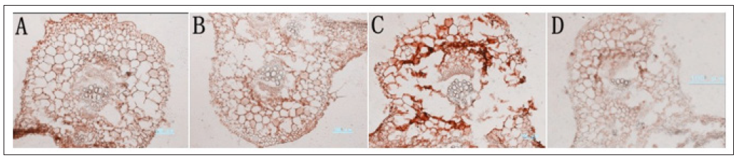 Click here to view Large Figure 3