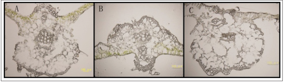 Click here to view Large Figure 4