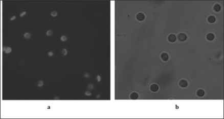 Click here to view Large Figure 5 biomedres-openaccess-journal-bjstr