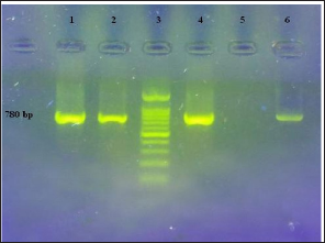 Click here to view Large Figure 3 biomedres-openaccess-journal-bjstr