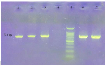 Click here to view Large Figure 3 biomedres-openaccess-journal-bjstr
