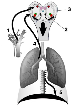 Click here to view Large Figure 1 biomedres-openaccess-journal-bjstr