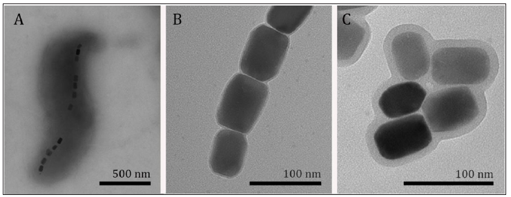 Click here to view Large Figure 1 biomedres-openaccess-journal-bjstr