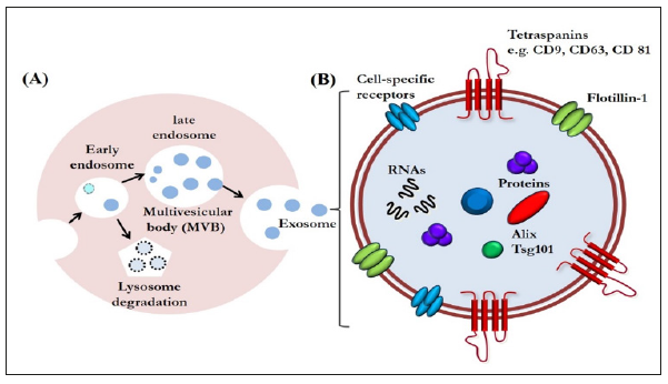 Click here to view Large Figure 1 biomedres-openaccess-journal-bjstr