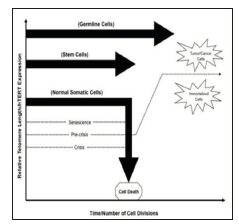 Click here to view Large Figure 1 biomedres-openaccess-journal-bjstr
