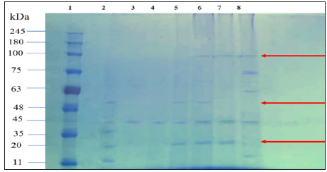 Click here to view Large Figure 5 biomedres-openaccess-journal-bjstr