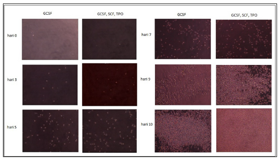 biomedres-openaccess-journal-bjstr