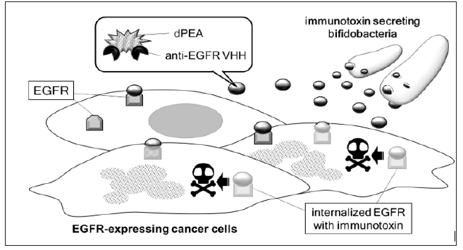 Click here to view Large Figure 3 biomedres-openaccess-journal-bjstr