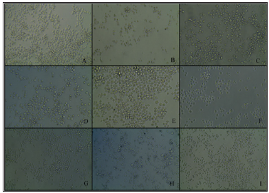 Click here to view Large Figure 4 biomedres-openaccess-journal-bjstr