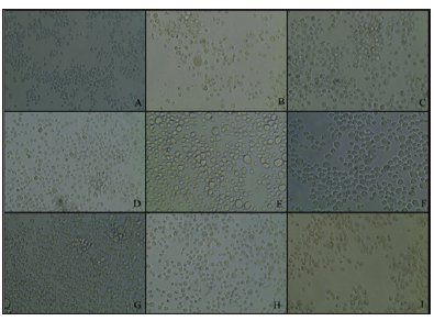 Click here to view Large Figure 5 biomedres-openaccess-journal-bjstr