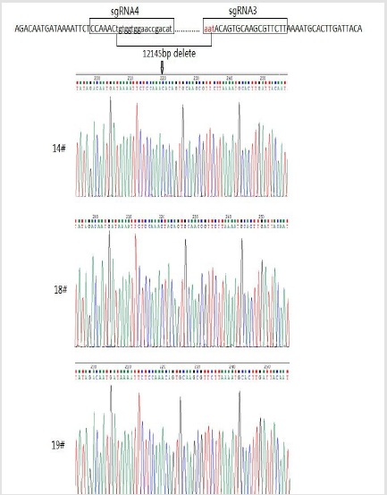 biomedres-openaccess-journal-bjstr