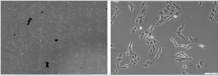 biomedres-openaccess-journal-bjstr