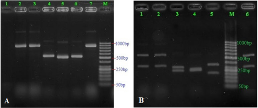 biomedres-openaccess-journal-bjstr
