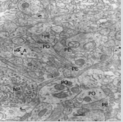 biomedres-openaccess-journal-bjstr