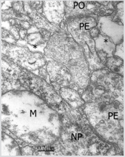 biomedres-openaccess-journal-bjstr