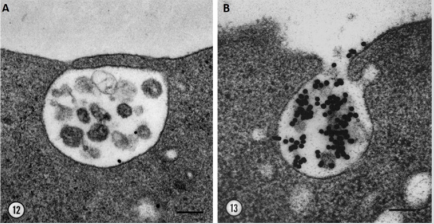 biomedres-openaccess-journal-bjstr