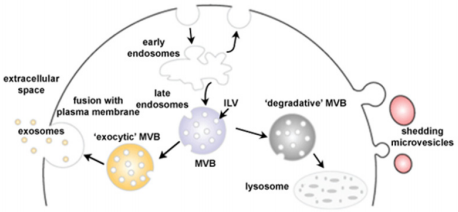 biomedres-openaccess-journal-bjstr