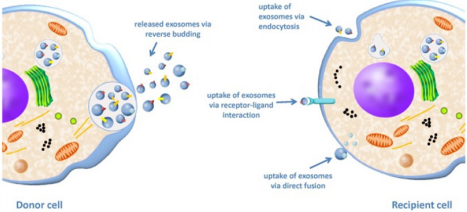 biomedres-openaccess-journal-bjstr