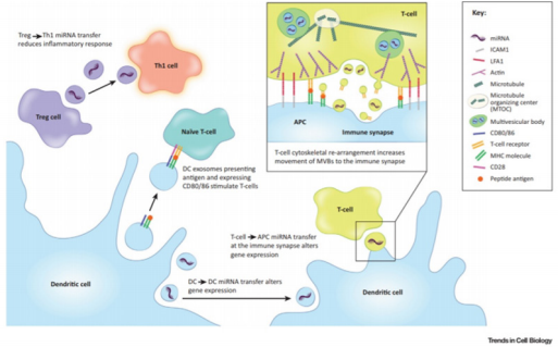 biomedres-openaccess-journal-bjstr