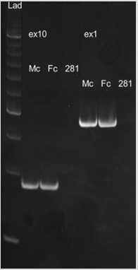 Click here to view Large Figure 4 biomedres-openaccess-journal-bjstr