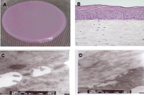 biomedres-openaccess-journal-bjstr
