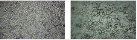 biomedres-openaccess-journal-bjstr