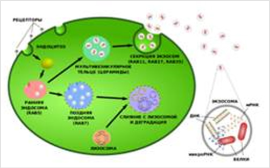 biomedres-openaccess-journal-bjstr