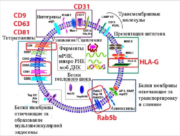 biomedres-openaccess-journal-bjstr