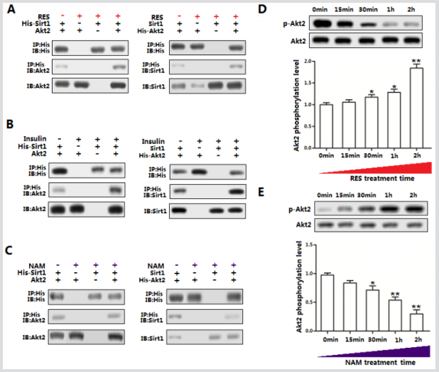 biomedres-openaccess-journal-bjstr