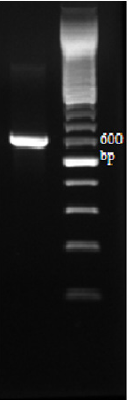 biomedres-openaccess-journal-bjstr