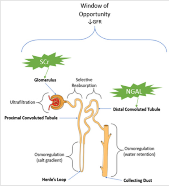 biomedres-openaccess-journal-bjstr