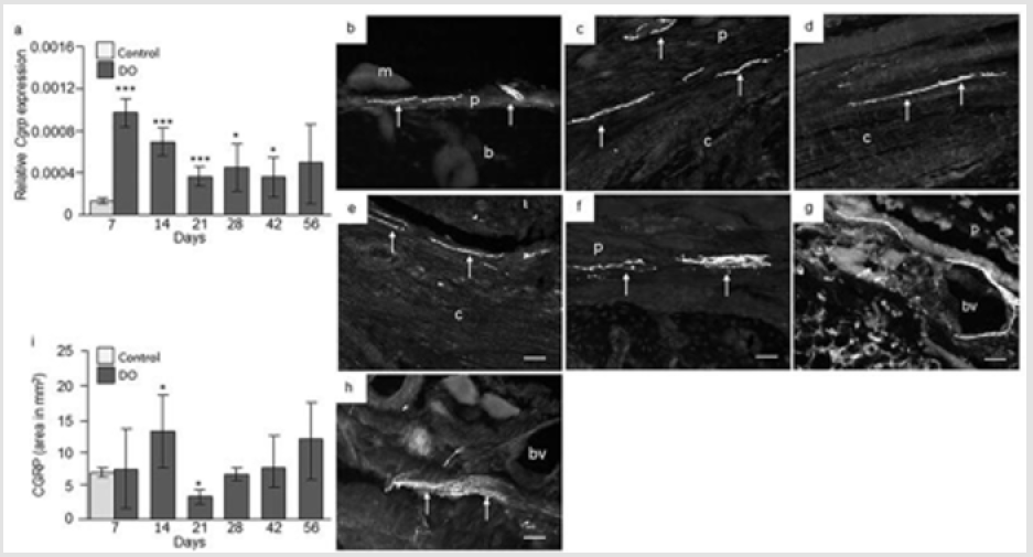 biomedres-openaccess-journal-bjstr