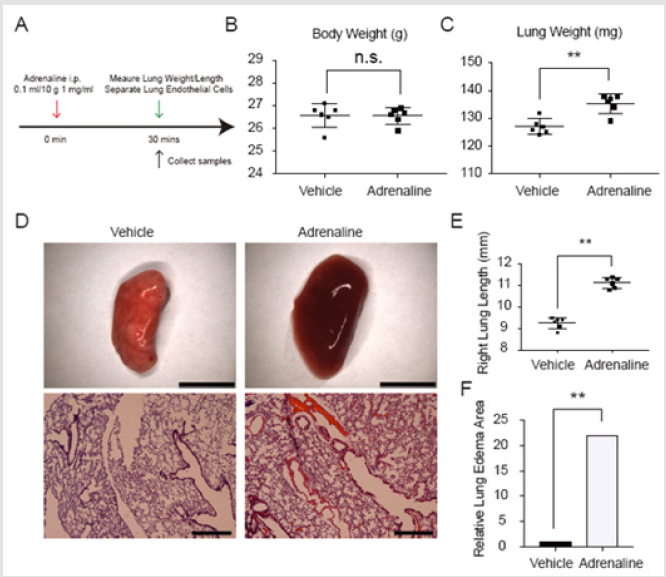 biomedres-openaccess-journal-bjstr
