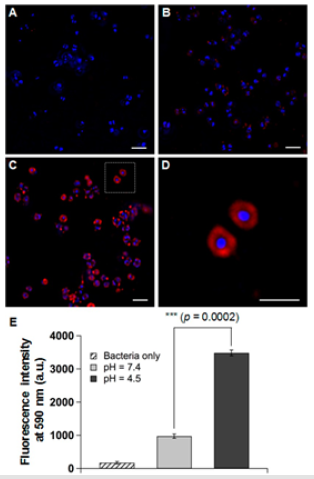 biomedres-openaccess-journal-bjstr