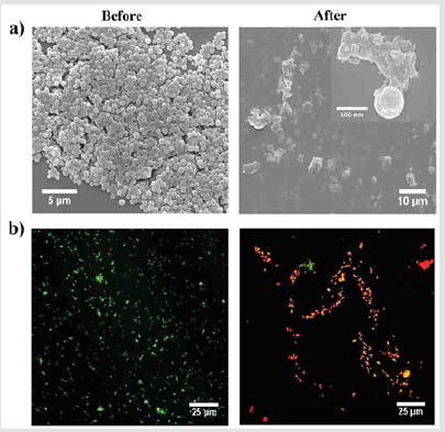 biomedres-openaccess-journal-bjstr