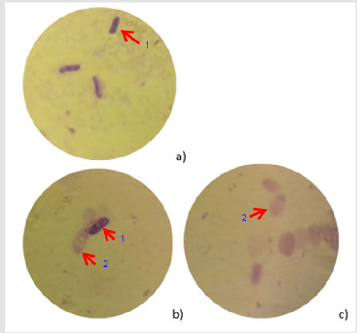 biomedres-openaccess-journal-bjstr