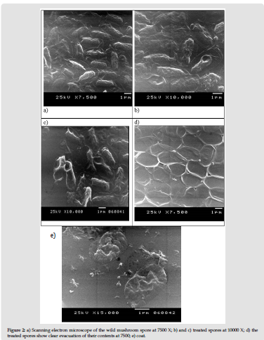 biomedres-openaccess-journal-bjstr