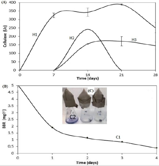 biomedres-openaccess-journal-bjstr