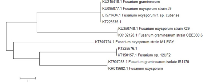 biomedres-openaccess-journal-bjstr