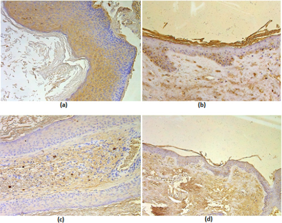 biomedres-openaccess-journal-bjstr