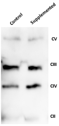 biomedres-openaccess-journal-bjstr