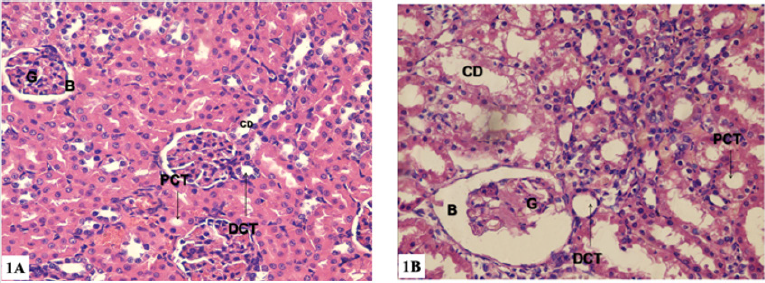 biomedres-openaccess-journal-bjstr
